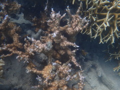 Echinopora mammiformis