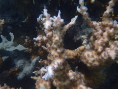 Echinopora mammiformis