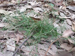 Laxmannia compacta