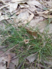 Laxmannia compacta