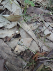 Laxmannia compacta