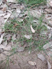 Laxmannia compacta