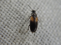 Anaspis fasciata