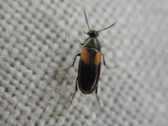 Anaspis fasciata