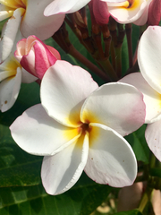 Plumeria