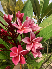 Plumeria rubra