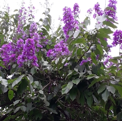 Lagerstroemia speciosa