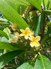 Plumeria