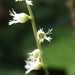 Ozomelis trifida - Photo (c) Tom Hilton,  זכויות יוצרים חלקיות (CC BY)