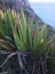 Xeronema callistemon