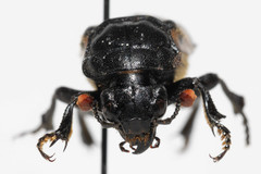Nicrophorus guttula