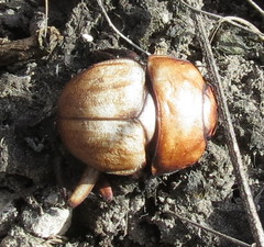 Lethrus apterus
