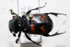 Nicrophorus guttula