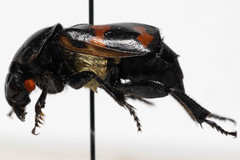 Nicrophorus guttula