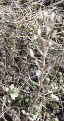 Alyssum montanum gmelinii