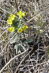 Alyssum montanum gmelinii