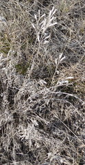 Onosma tanaitica
