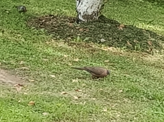 Streptopelia chinensis