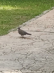 Streptopelia chinensis