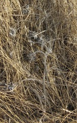 Astragalus dasyanthus