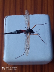 Tanyptera atrata