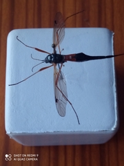 Tanyptera atrata