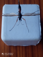 Tanyptera atrata