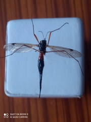 Tanyptera atrata