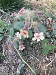 Rehmannia glutinosa