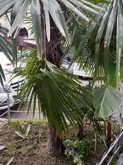 Trachycarpus fortunei