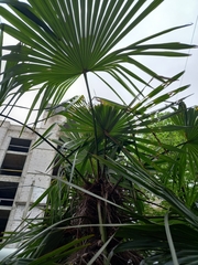 Trachycarpus fortunei