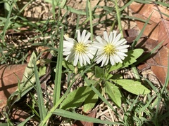 Ixeris strigosa