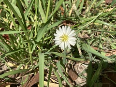 Ixeris strigosa