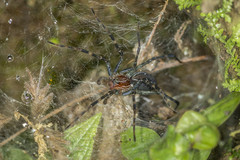 Aglaoctenus castaneus