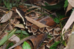 Deinagkistrodon acutus