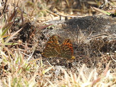 Argynnis castetsi