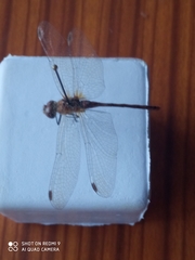 Libellulidae