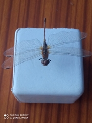 Libellulidae