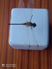 Libellulidae