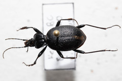 Scaphinotus relictus