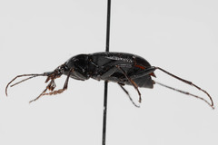 Scaphinotus relictus