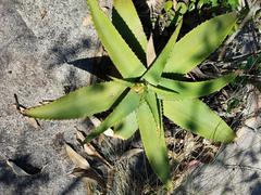 Aloe affinis