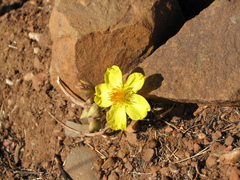Cochlospermum