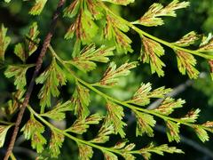 Asplenium aethiopicum