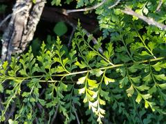 Asplenium aethiopicum