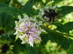 Baccharoides adoensis