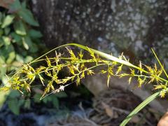 Carex spicatopaniculata