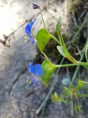 Commelina modesta