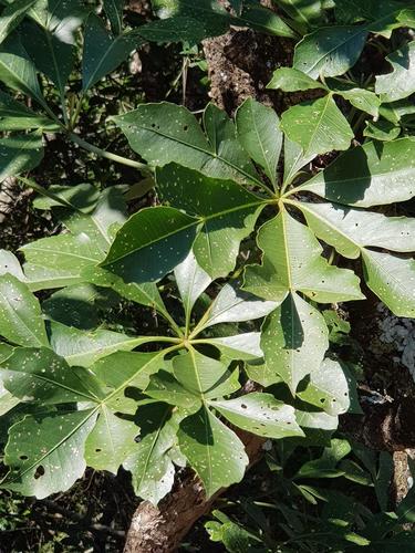 Cussonia spicata Thunb.