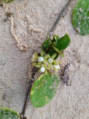 Cynanchum natalitium